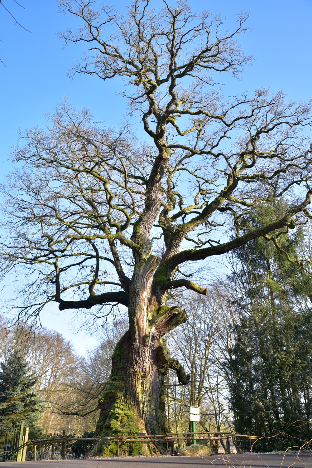 Quercus robur - Kroneiche bei Minzow bei Röbel - 2018