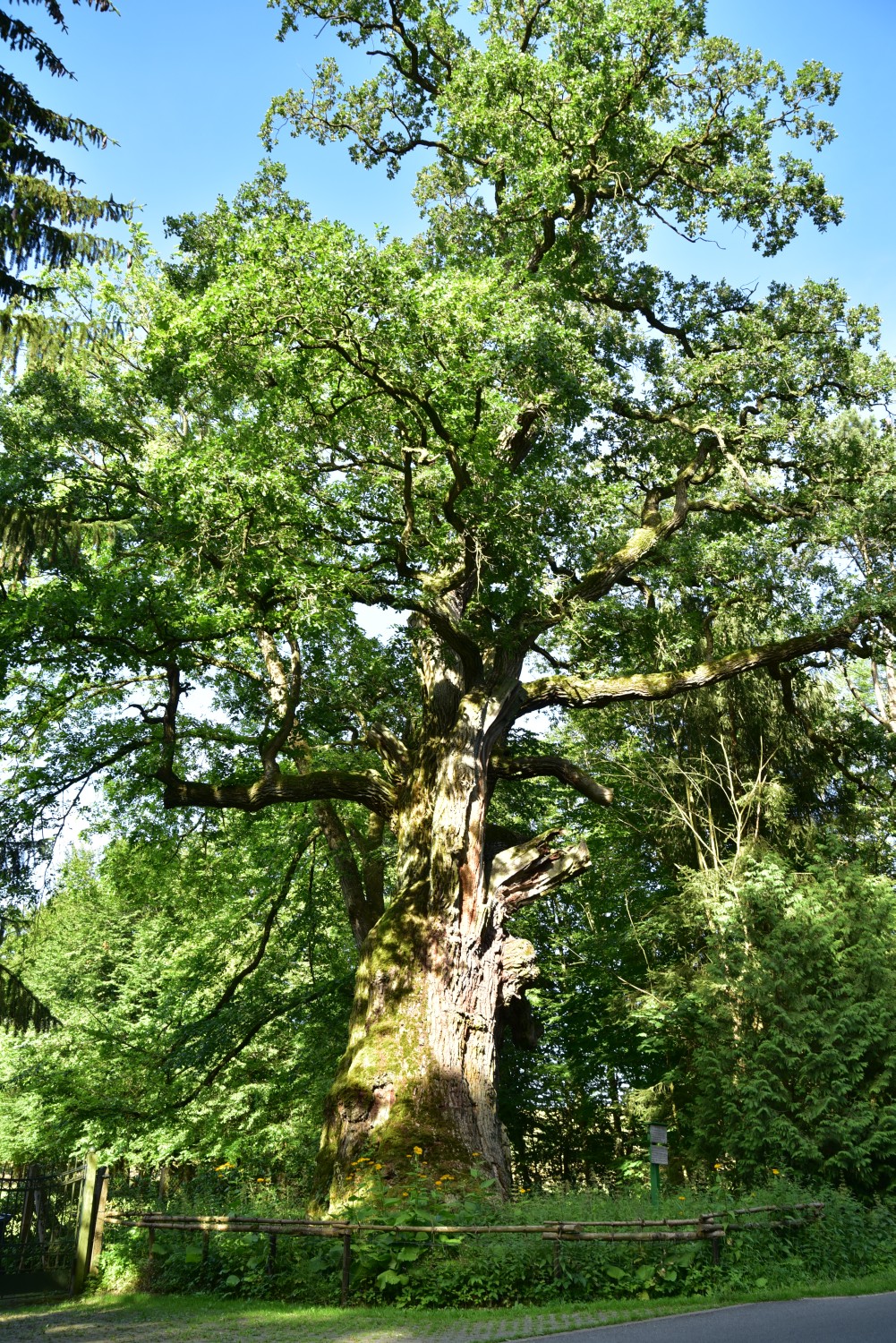 Quercus robur - Kroneiche bei Minzow bei Röbel - 2017