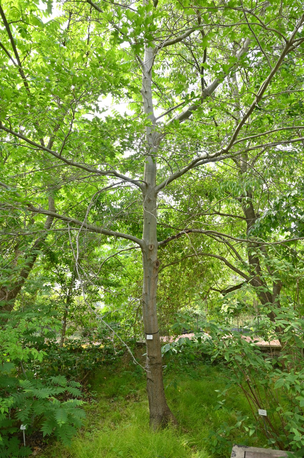 Quercus shumardii - Dresden Botanischer Garten - 2022