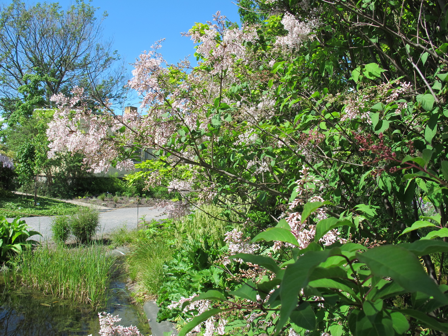 Syringa sweginzowii - Dresden Botanischer Garten - Mai 2013
