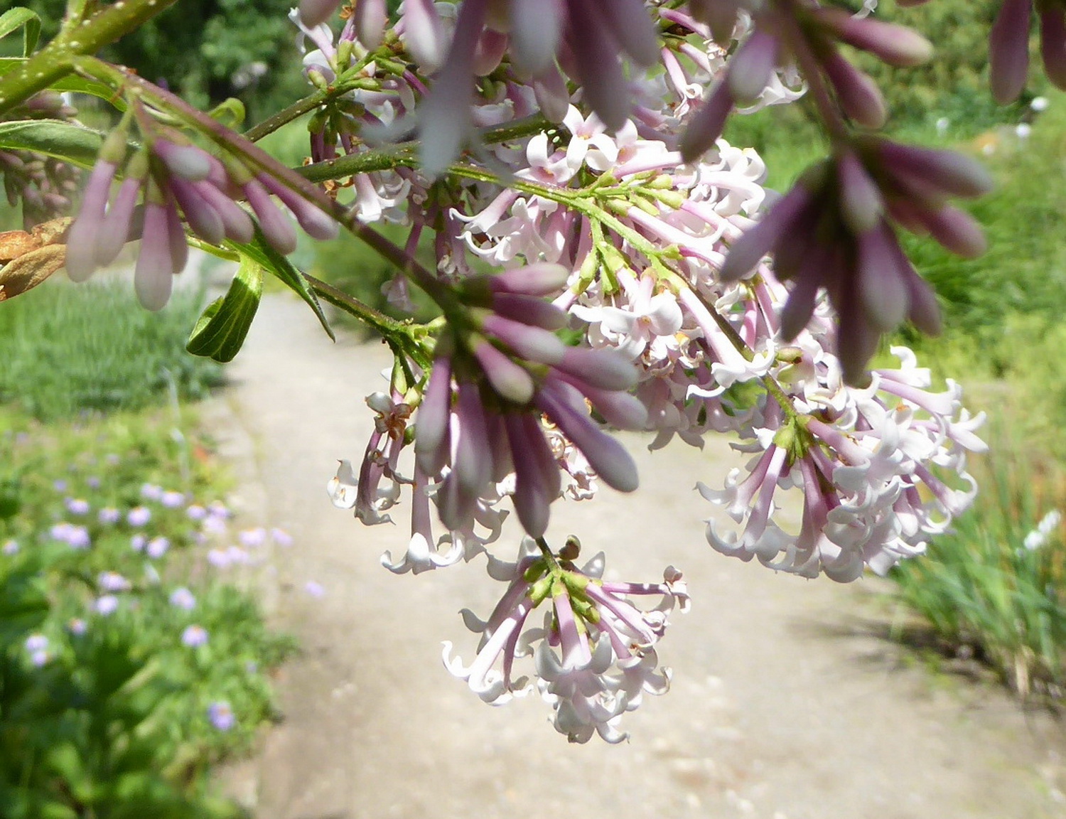 Syringa sweginzowii - Dresden Botanischer Garten - Juni 2015