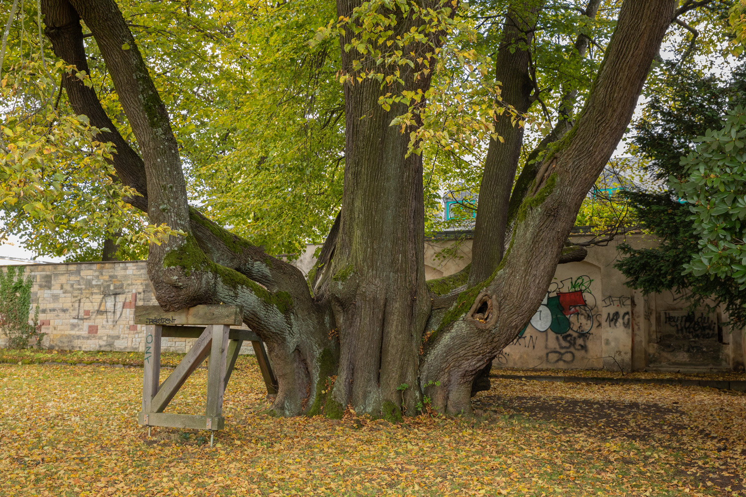 Tilia × europaea - Annaberg-Buchholz - 16.10.2021