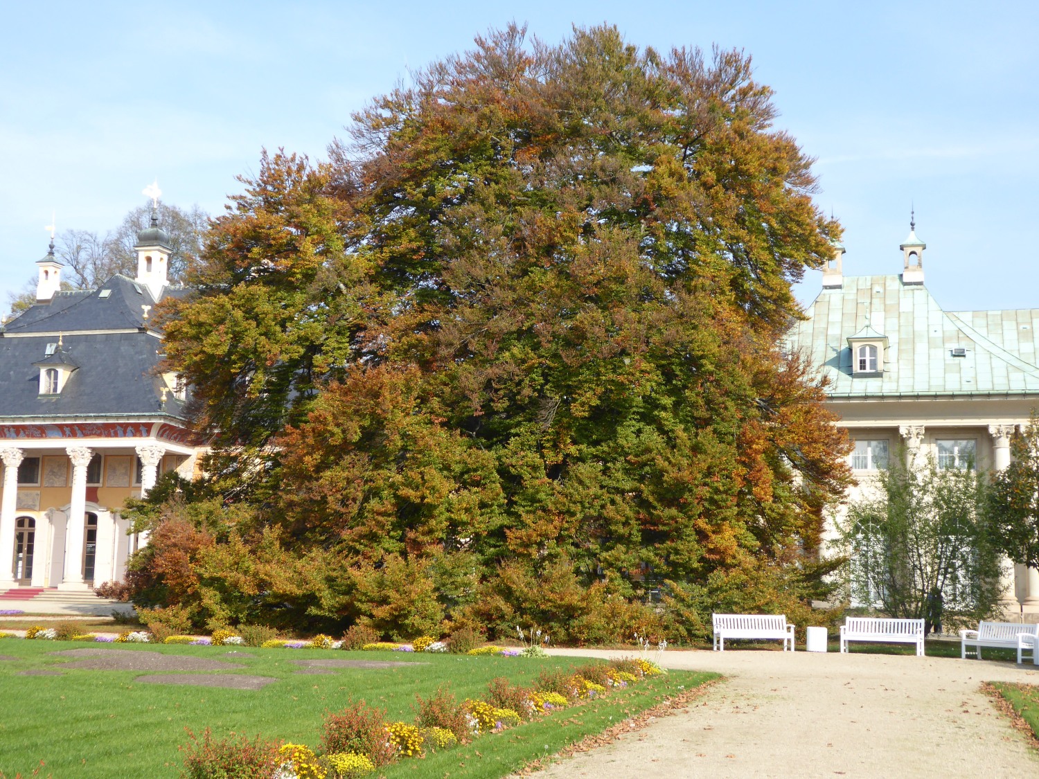 Fagus sylvatica 'Asplenifolia' - Dresden-Pillnitz - Oktober 2019