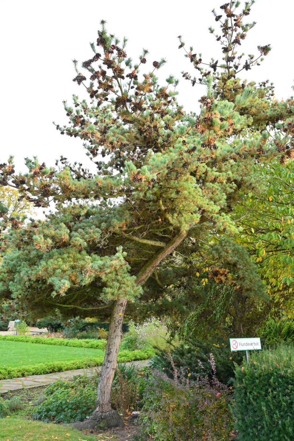 Pinus parviflora 'Glauca' - Berlin, Volkspark Mariendorf - 20222