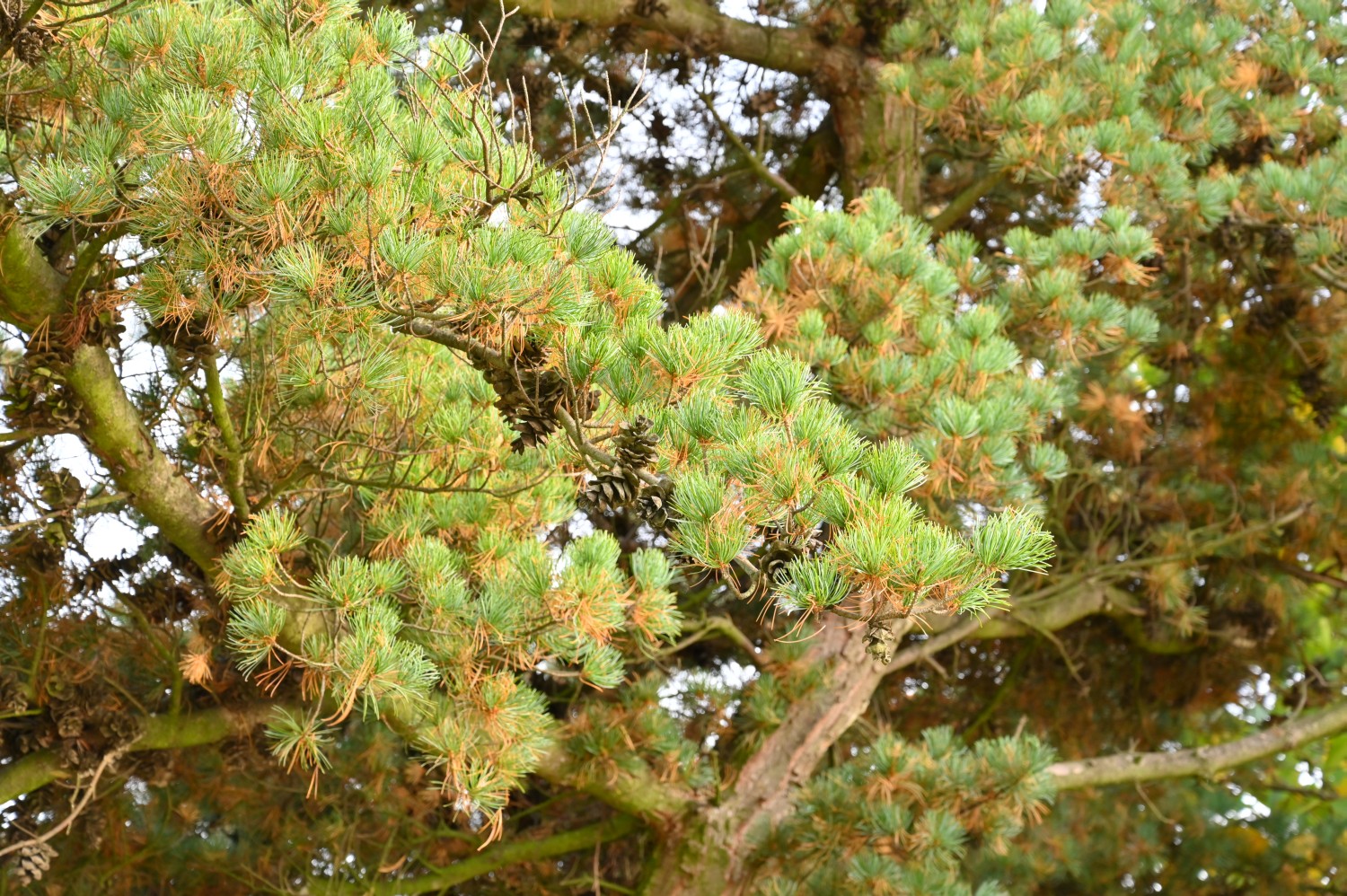 Pinus parviflora 'Glauca' - Berlin, Volkspark Mariendorf - 20222