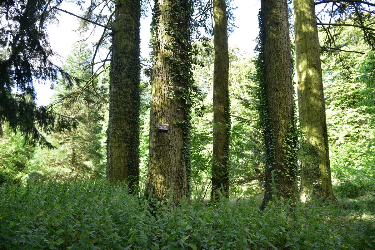 Abies procera - Blücherhof - Sommer 2016