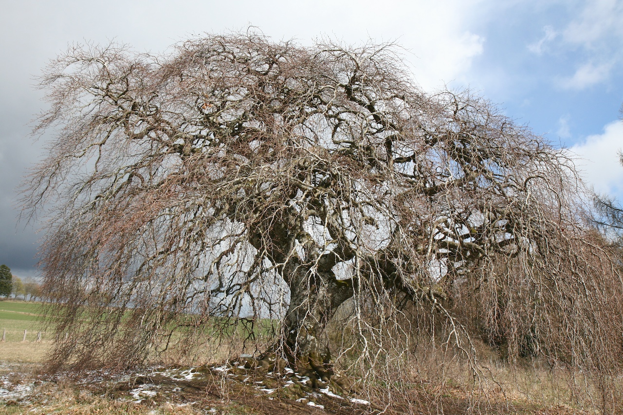 Fagus sylvatica var. suentelensis - Euskirchen - März 2026