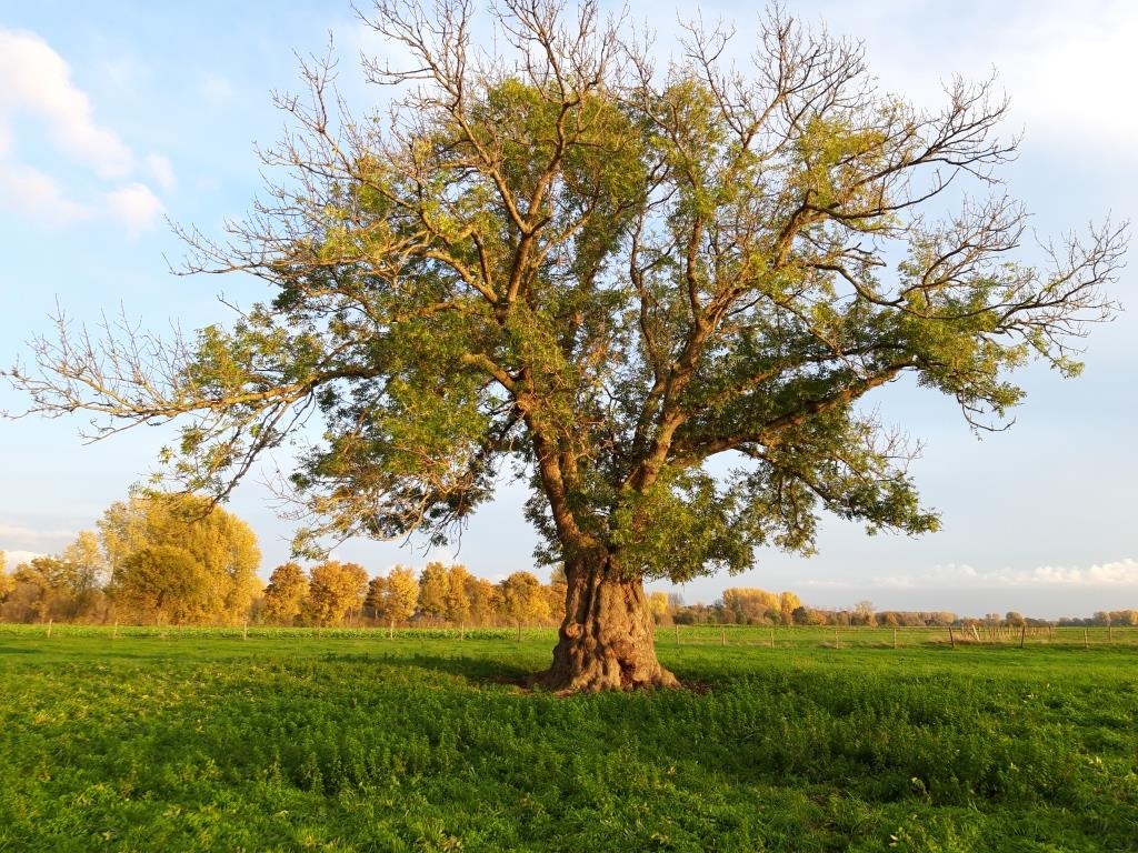Fraxinus excelsior - Heinsberg-Unterbruch - 2019