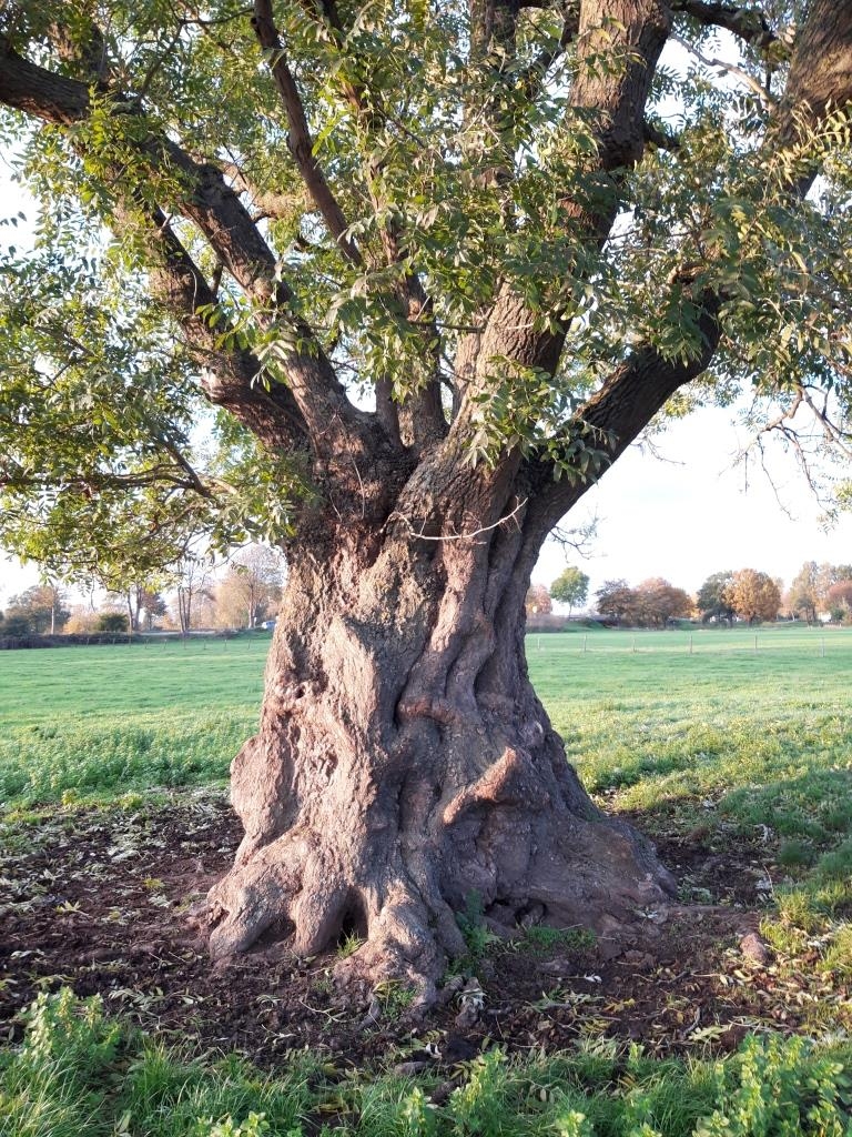 Fraxinus excelsior - Heinsberg-Unterbruch - 2019