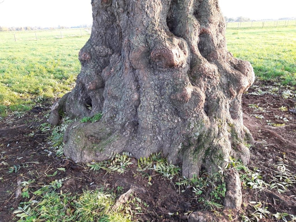 Fraxinus excelsior - Heinsberg-Unterbruch - 2019