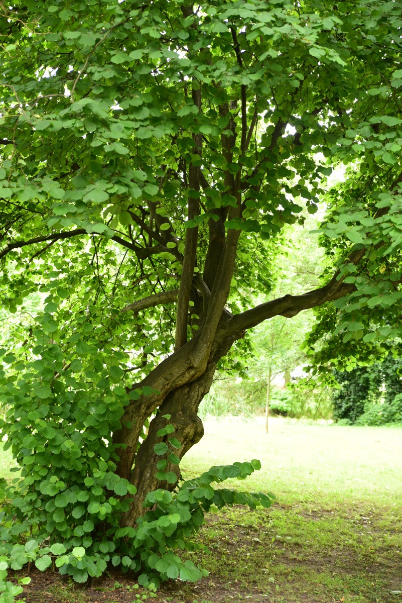 Corylus avellana - Schönfeld - Juli 2015