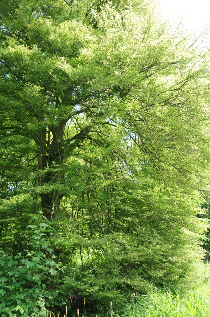 Fagus sylvatica 'Asplenifolia' - Hoppenrade, Prignitz, Gutspark - 2014