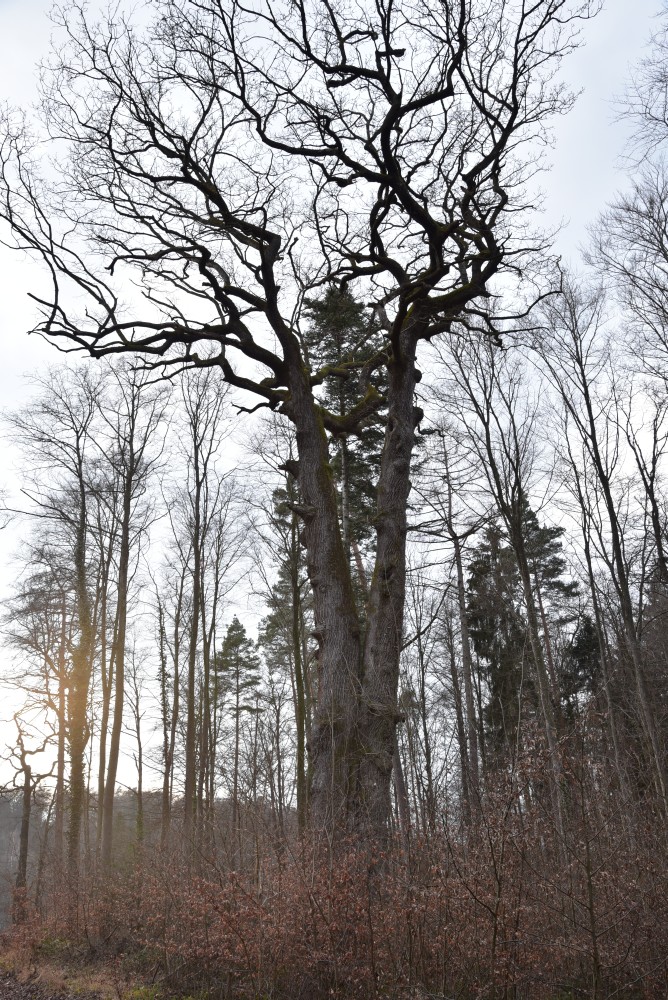 Quercus petraea - Litzelstetten - 2016