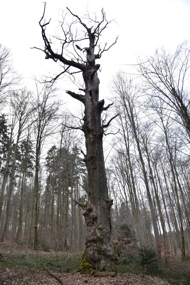 Quercus petraea - Litzelstetten - 2016