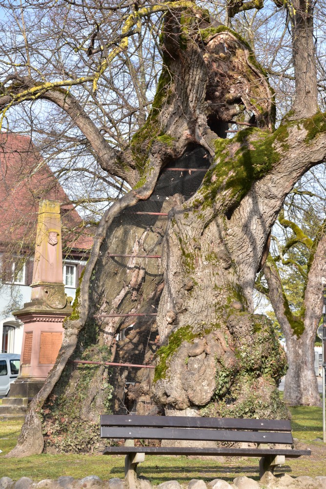 Tilia platyphyllos - Reichenau - 2016