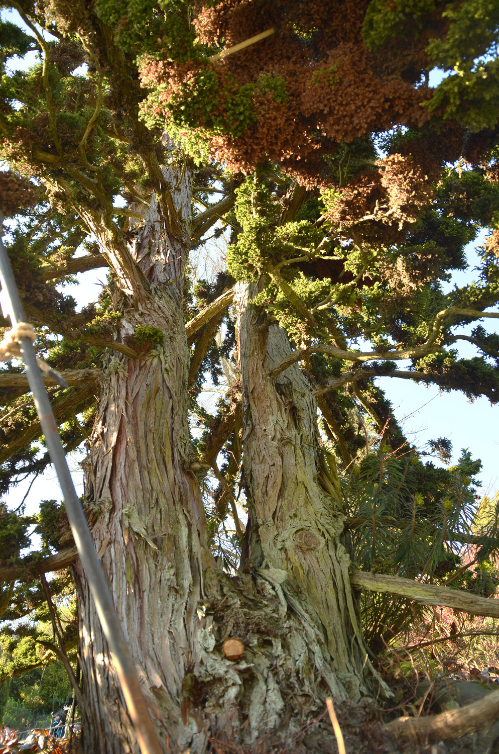 Cryptomeria japonica 'Bandai-Sugi' - Mainau - März 2022