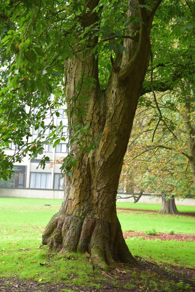 Aesculus flava - Hannover Kirchrode - September 2015