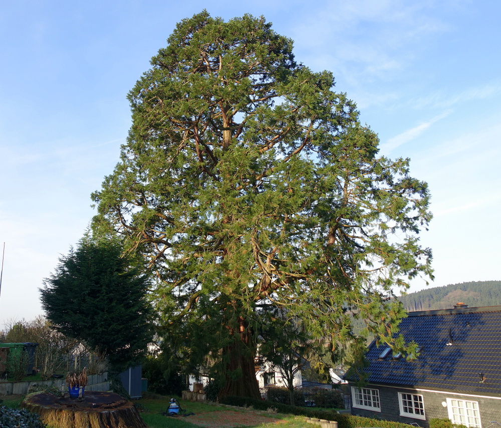 Sequoiadendron giganteum - Hülsenbusch - 2016