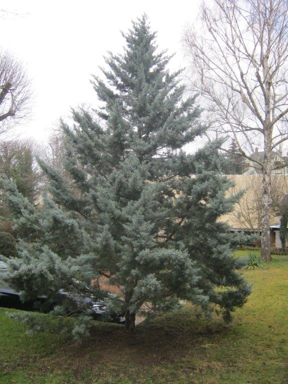 Cupressus arizonica var. glabra - Gera - 2016