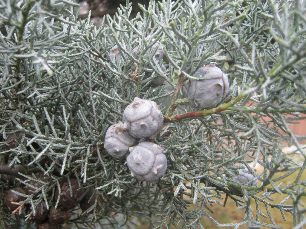 Cupressus arizonica var. glabra - Gera - 2016