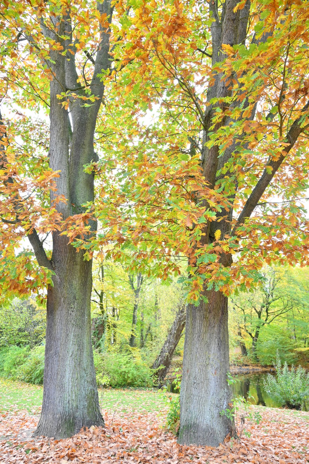 Quercus frainetto - Berlin, Volkspark Mariendorf - 20222