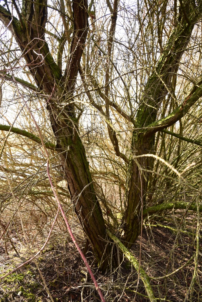 Hippophae rhamnoides - Mölln - März 2016
