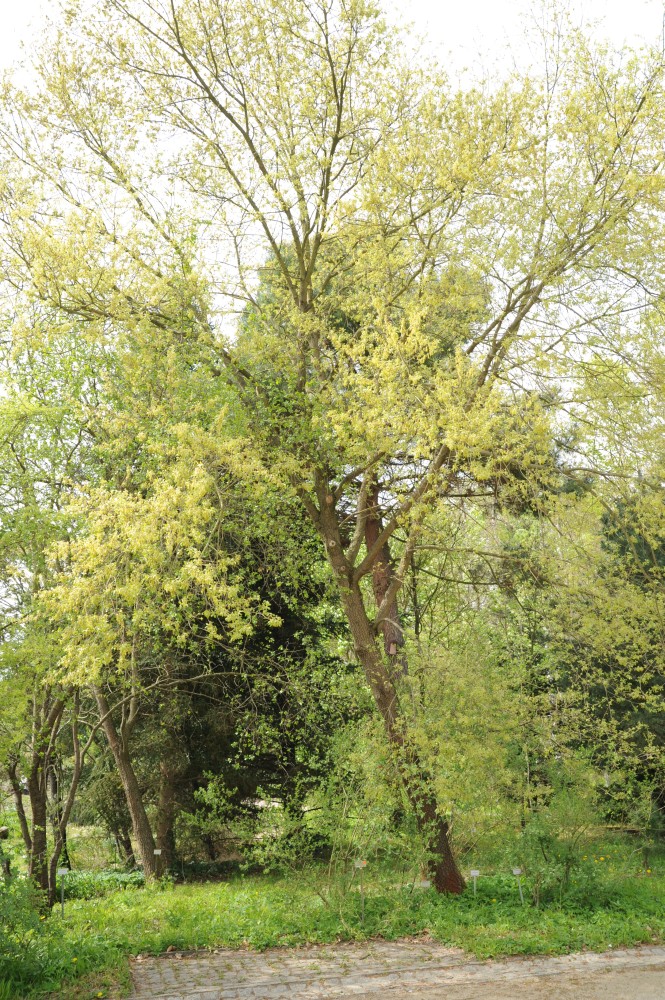 Quercus faginea - Berlin Steglitz-Zehlendorf - April 2014