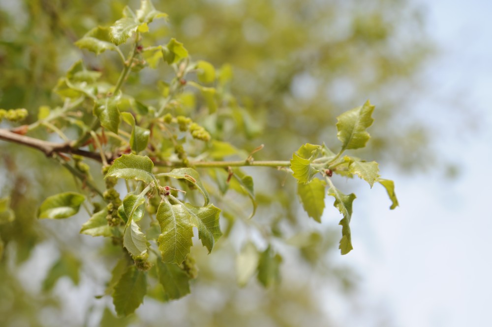 Quercus faginea - Berlin Steglitz-Zehlendorf - April 2014