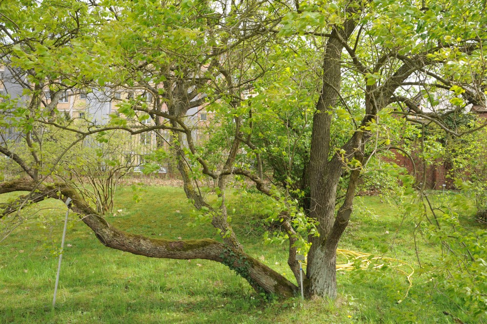 Syringa reticulata subsp. pekinensis - Berlin Steglitz-Zehlendorf - April 2014