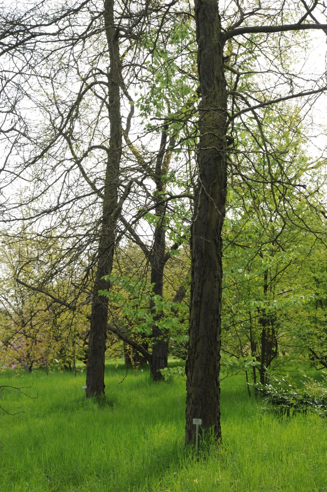 Gleditsia caspica - Berlin Steglitz-Zehlendorf - April 2014