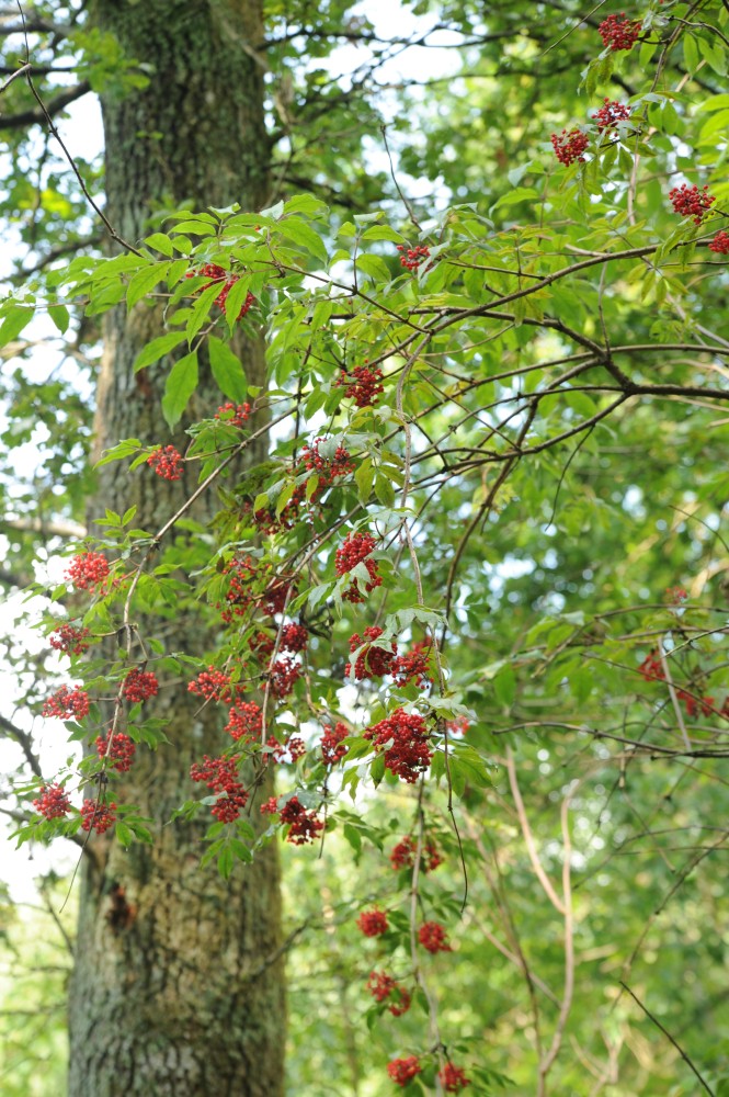 Sambucus racemosa - Schönbuch - 2014