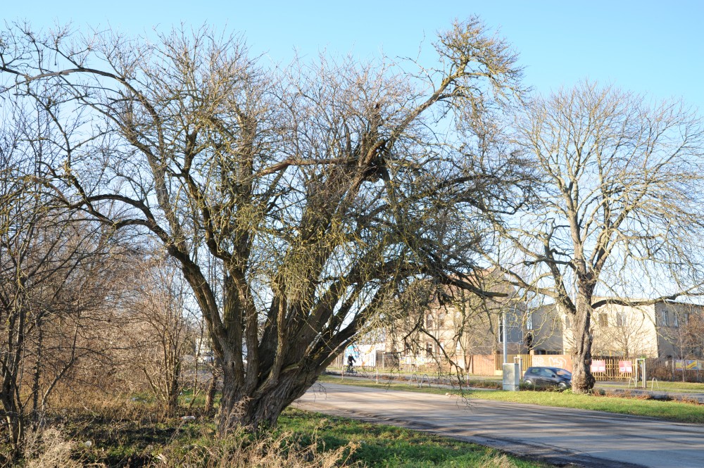 Sambucus nigra - Lutherstadt Wittenberg - 2014