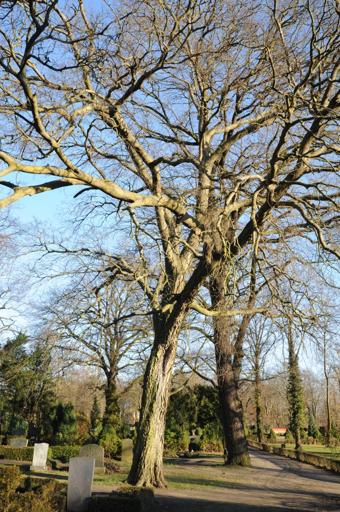 Celtis occidentalis - Lutherstadt Wittenberg - 2014