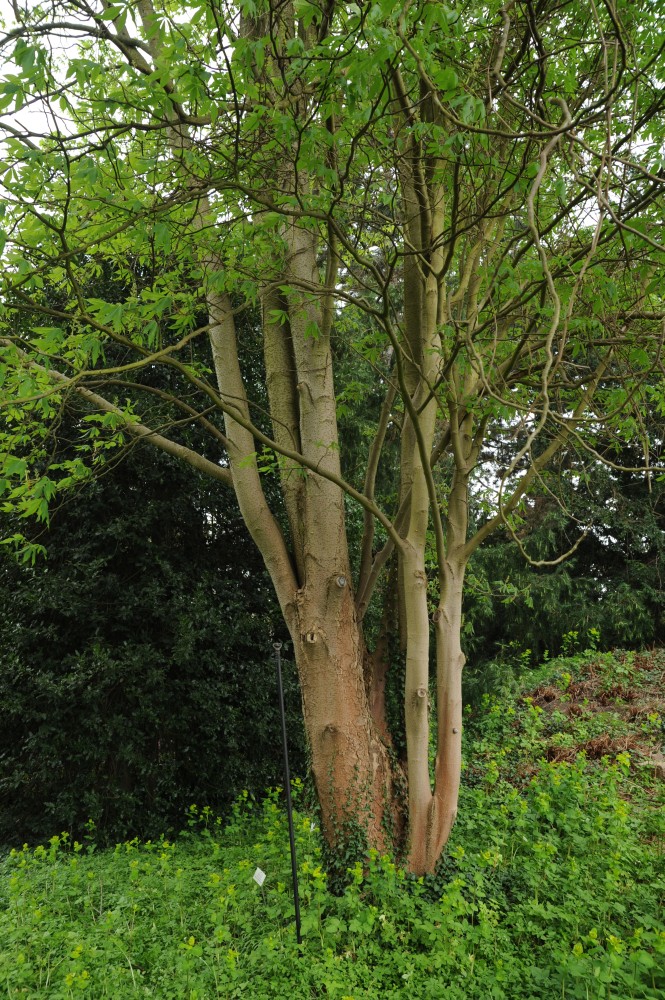 Aesculus flava - Halle/Saale - April 2014