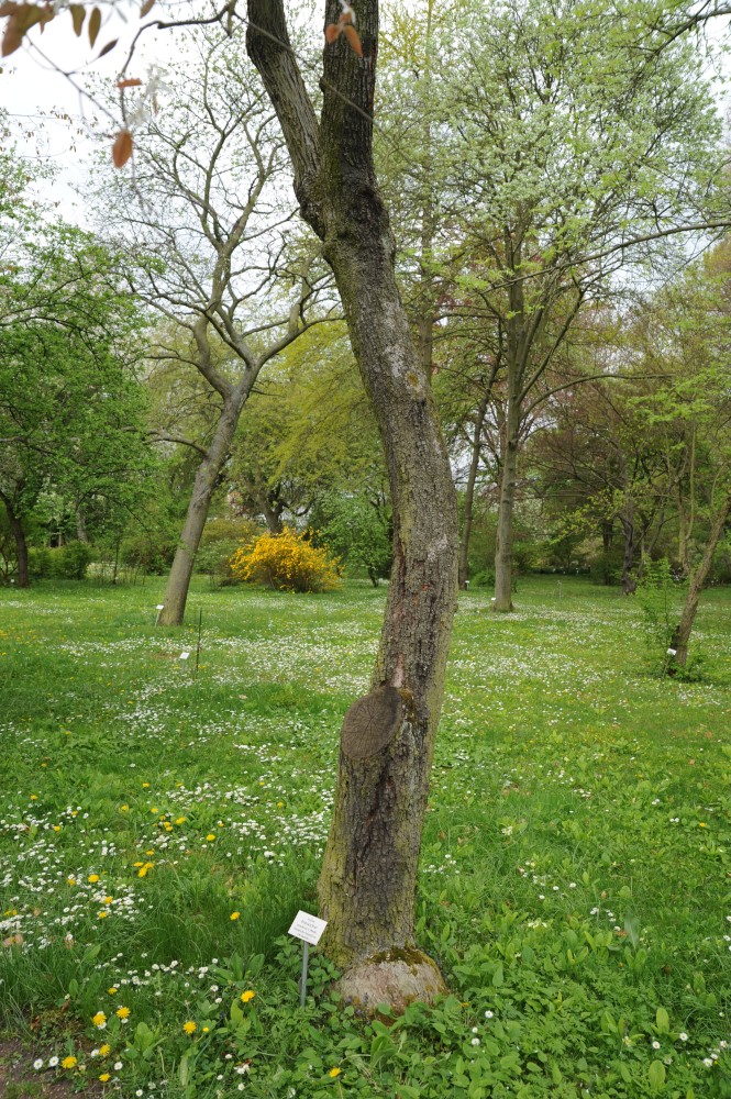 Amelanchier canadensis - Halle/Saale - April 2014