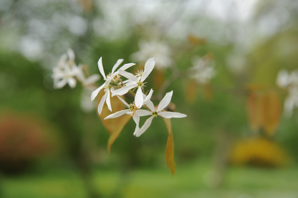 Amelanchier canadensis - Halle/Saale - April 2014