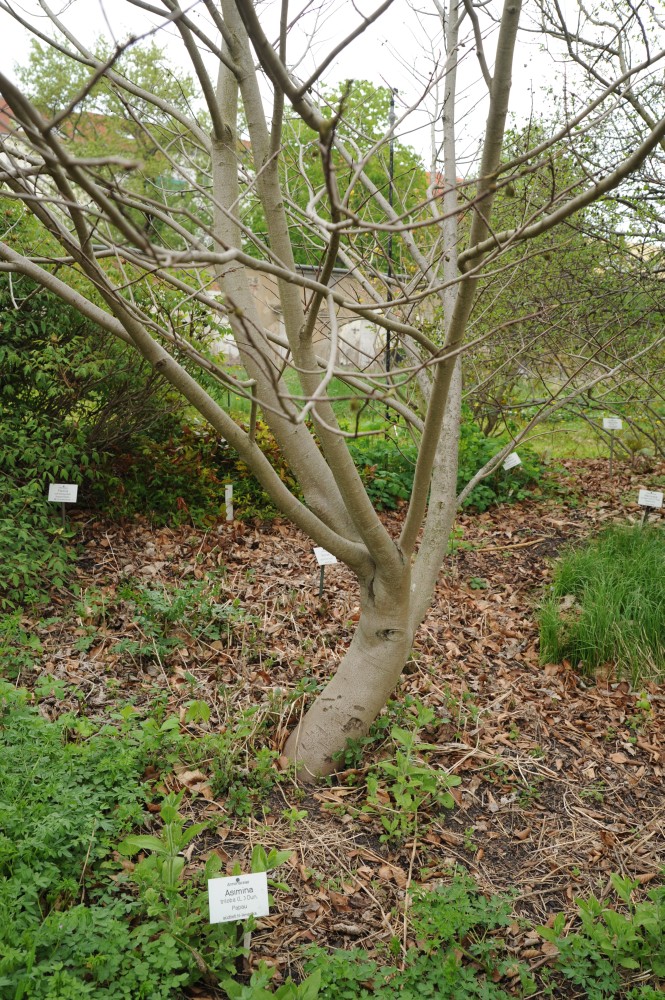 Asimina triloba - Halle/Saale - April 2014
