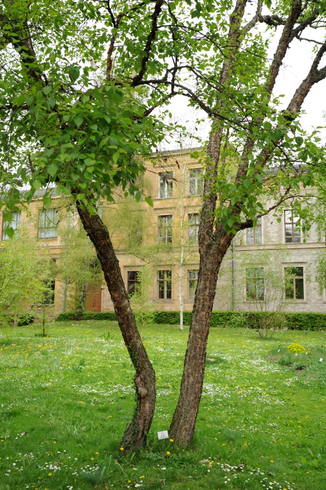 Betula dahurica - Halle/Saale - April 2014