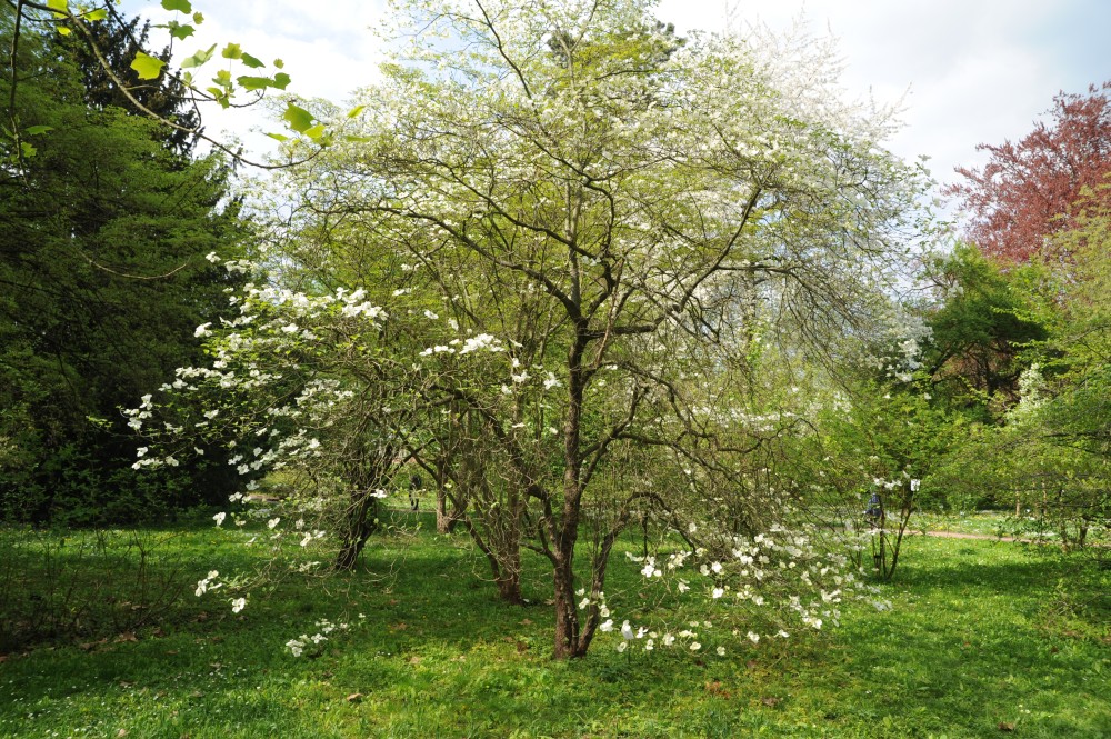 Cornus florida - Halle/Saale - April 2014