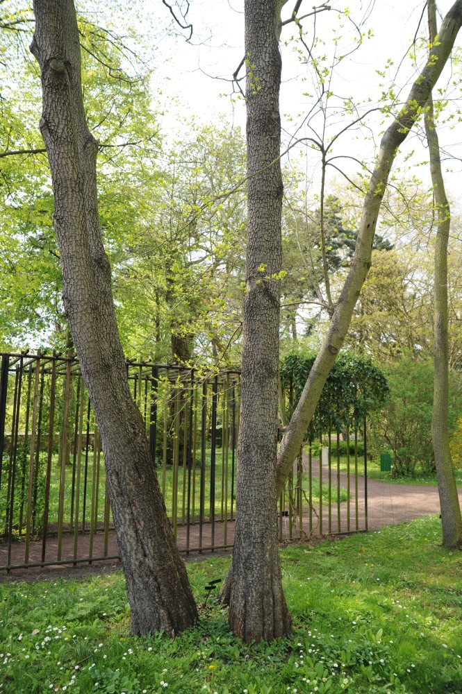 Diospyros lotus - Halle/Saale - April 2014