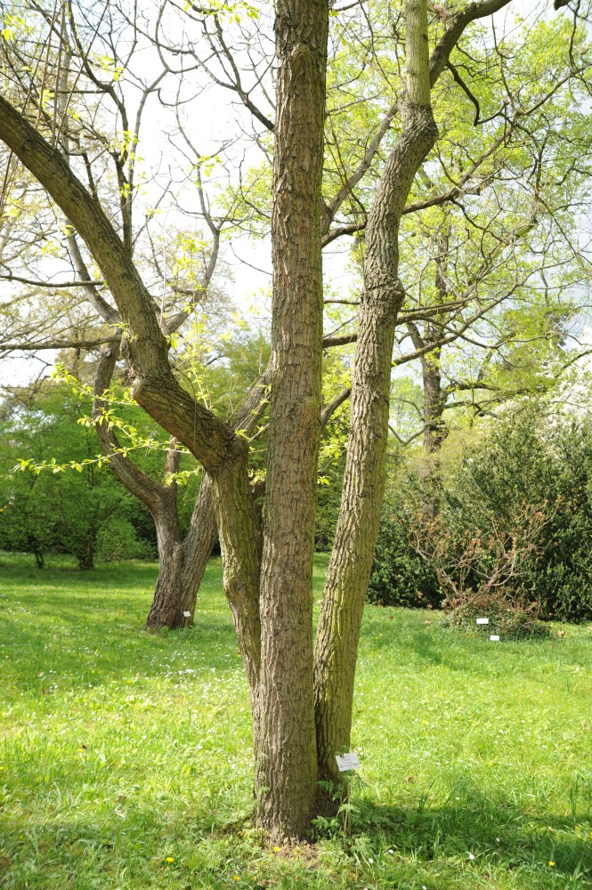 Halesia carolina - Halle/Saale - April 2014