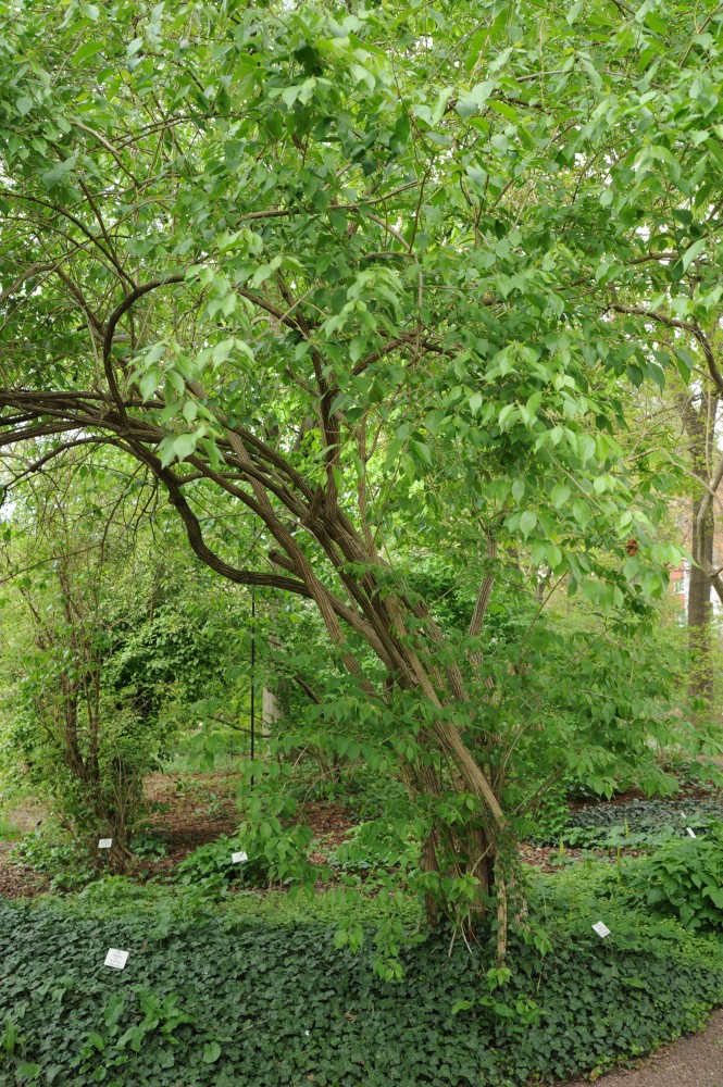 Lonicera maackii - Halle/Saale - April 2014