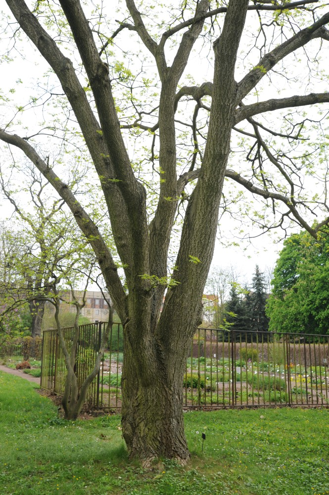 Phellodendron chinense - Halle/Saale - April 2014