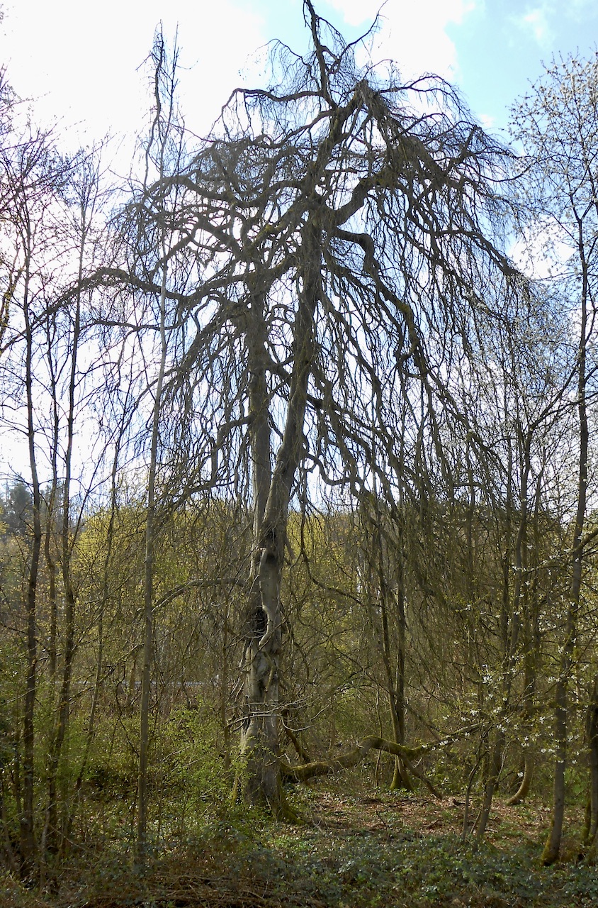 Fagus sylvatica 'Pendula' - Mettlach - April 2022