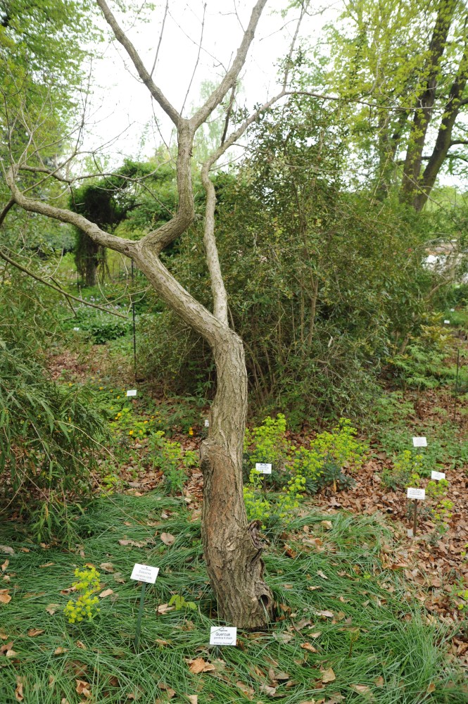 Quercus pontica - Halle/Saale - April 2014