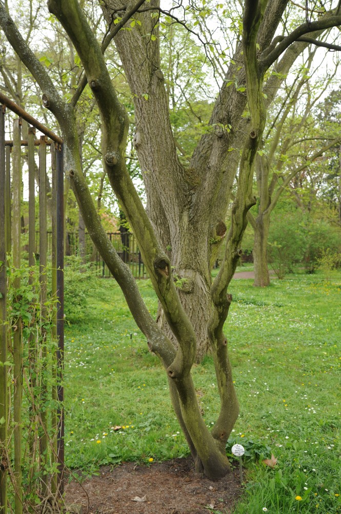 Styrax obassia - Halle/Saale - April 2014