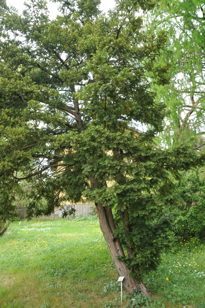 Taxus cuspidata - Halle/Saale - April 2014
