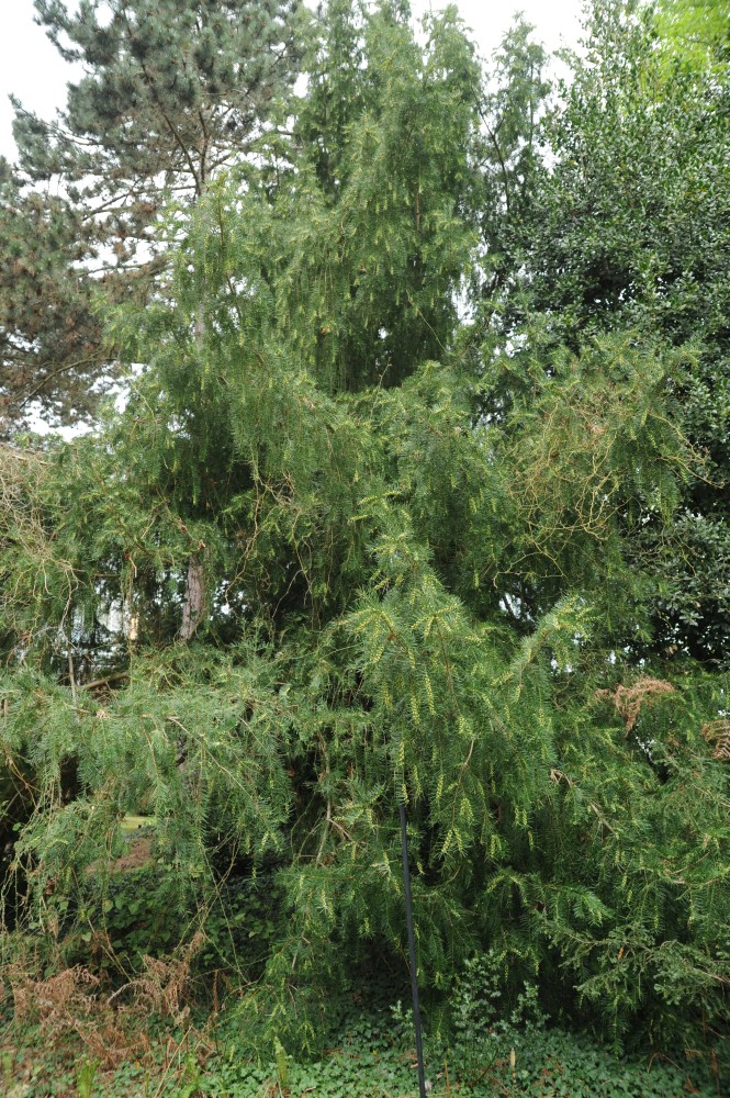 Torreya nucifera - Halle/Saale - April 2014