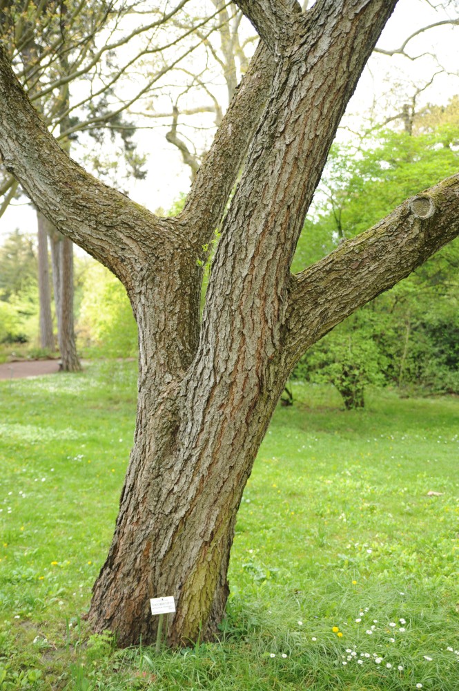 Rhus verniciflua - Halle/Saale - April 2014