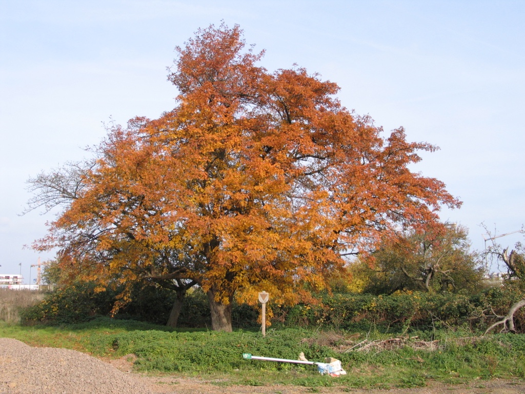 Sorbus domestica - Frankfurt-Riedberg - Oktober 2015